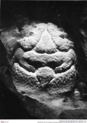 Historisches Foto von Prosopon verrucosum (NHMW-AFW-GEO-BACHMAYER-FOTO-1990-0041-2110)